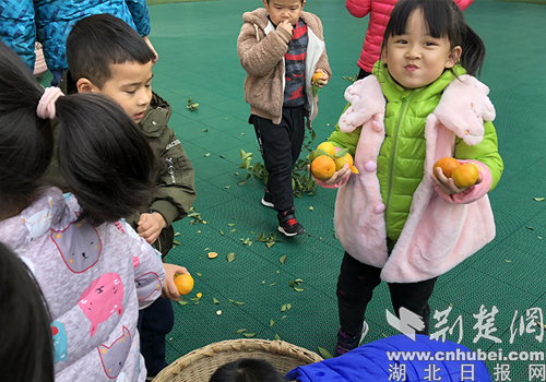 實驗幼兒園校內(nèi)橘樹喜豐收 幼兒采摘忙